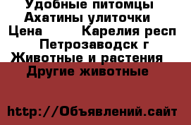 Удобные питомцы: Ахатины улиточки › Цена ­ 70 - Карелия респ., Петрозаводск г. Животные и растения » Другие животные   